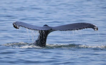 A legendary early Bitcoin whale has began to unload a massive portion of their holdings in exchange for Ethereum.