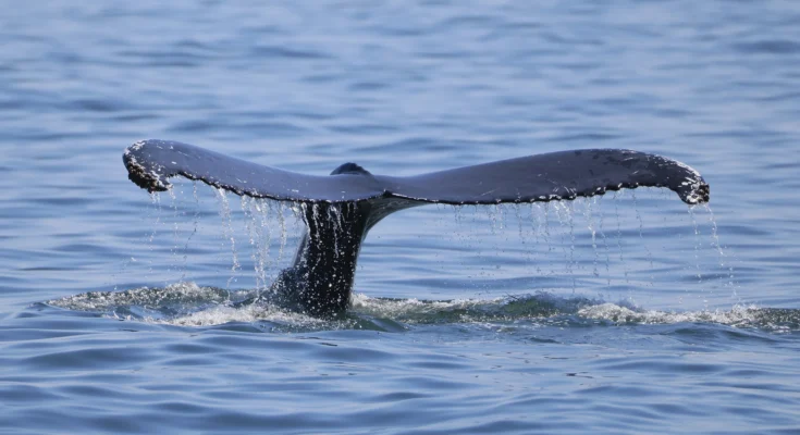 A legendary early Bitcoin whale has began to unload a massive portion of their holdings in exchange for Ethereum.