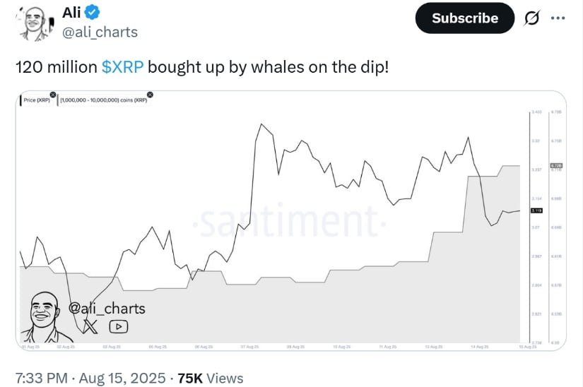 Las ballenas XRP recolectan tokens de 120 m porque el precio se interrumpe $ 3.15