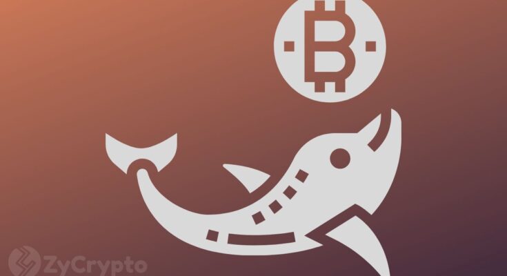 Bitcoin Whales Are Propping Markets As Bulls Regain $9,000