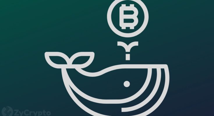 Bitcoin Worth More Than $3.45 Billion Has Exited Crypto Exchanges Amid BTC Whales Going Parabolic